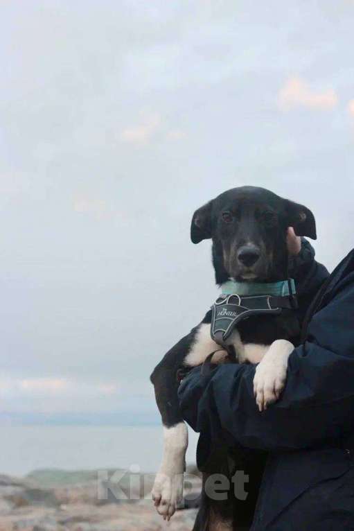 Собаки в Москве: Гили спасён в Грузии и ищет дом Мальчик, Бесплатно - фото 7
