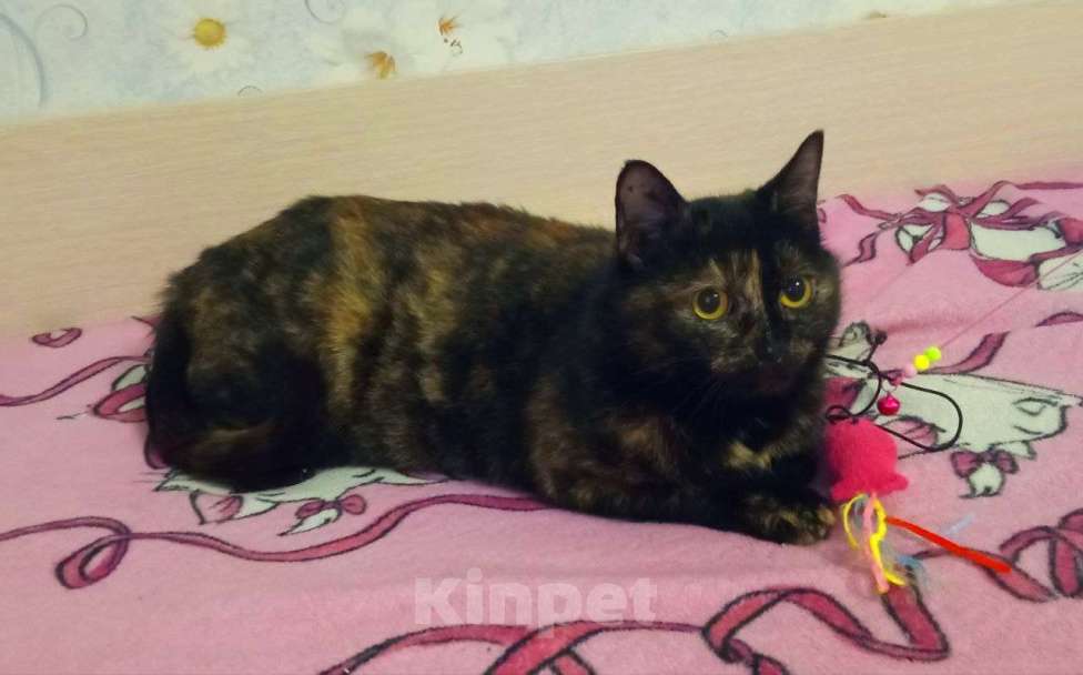 Кошки в Москве: Ласковая молодая кошечка-антистресс Бусинка ищет дом Девочка, 5 руб. - фото 2