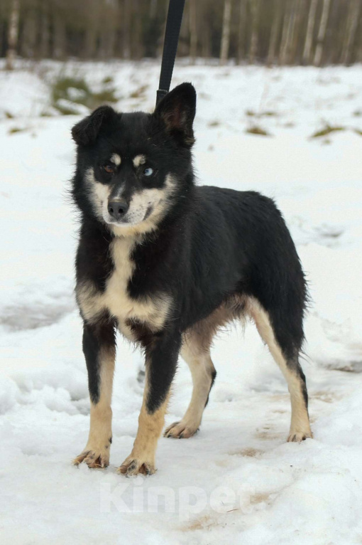 Собаки в Москве: Небольшая собачка в добрые руки Девочка, Бесплатно - фото 3