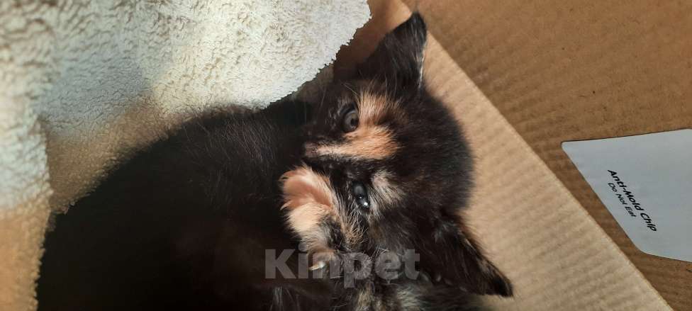 Кошки в Красногорске: Котик в добрые ручки Девочка, Бесплатно - фото 4