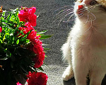Кошки в Уфе: Котенок мальчик в добрые руки Мальчик, Бесплатно - фото 2