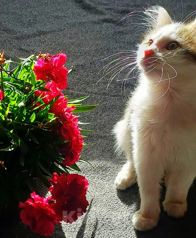 Кошки в Уфе: Котенок мальчик в добрые руки Мальчик, Бесплатно - фото 2