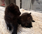 Кошки в Красноярске: Котята Девочка, Бесплатно - фото 1