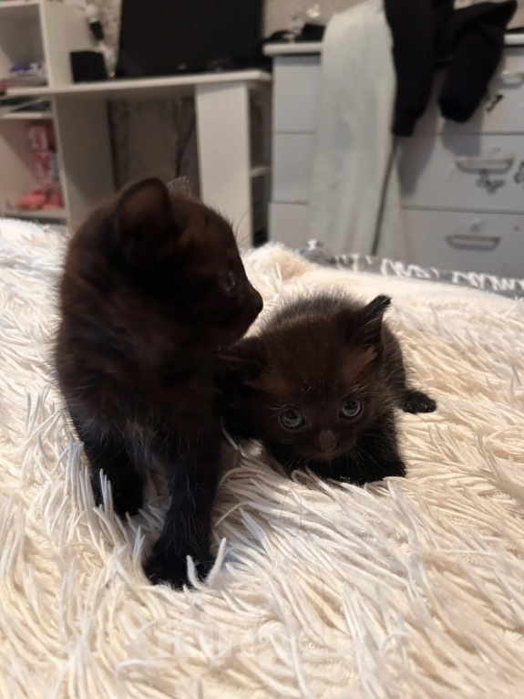 Кошки в Красноярске: Котята Девочка, Бесплатно - фото 1