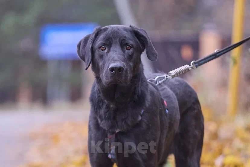 Собаки в Москве: Зорро 3,5 года. ищет семью. Мальчик, Бесплатно - фото 7