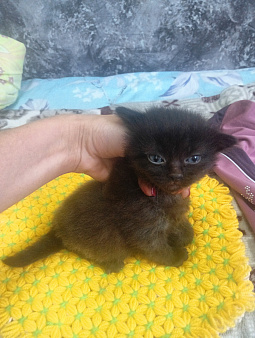 Котенок