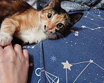 Кошки в Москве: Кошечка ищет дом  Девочка, Бесплатно - фото 4