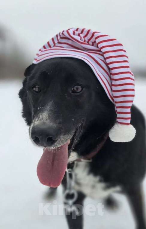 Собаки в Королеве: Разрешите представить красавчика Добби! Мальчик, Бесплатно - фото 10