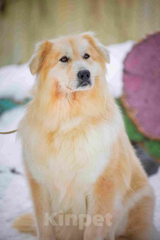 Собаки в Москве: Пушистая, добрая, красивая собака Уля в добрые руки Девочка, Бесплатно - фото 2