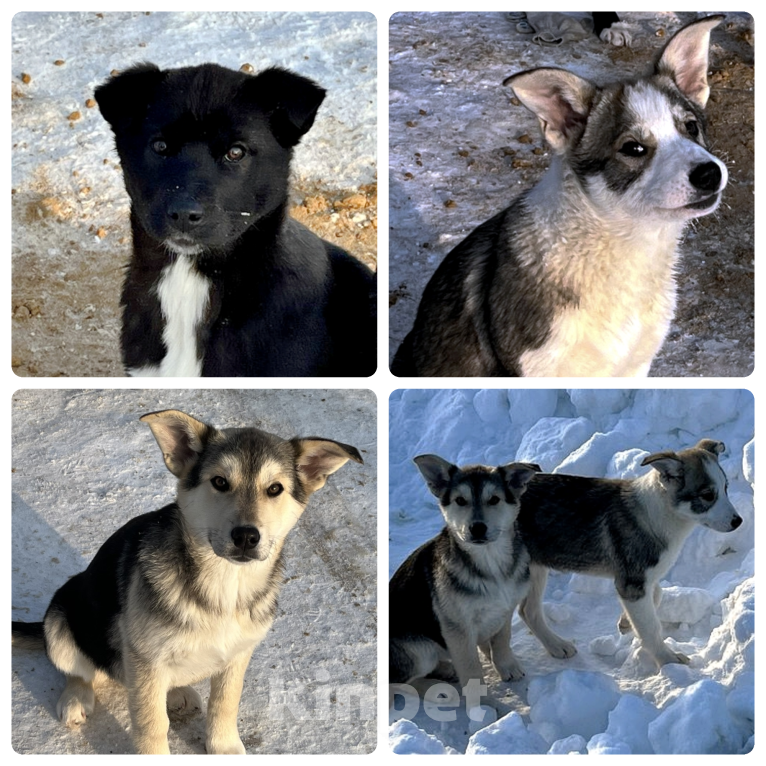 Собаки в других городах Московской области: Щенок метиса лайки некрупный ищет дом Девочка, Бесплатно - фото 1