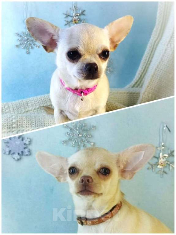 Собаки в Ростове-на-Дону: Чихуахуа Девочка, 30 000 руб. - фото 1