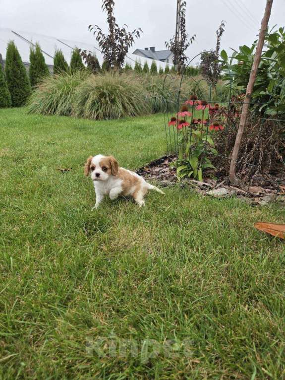 Собаки в Новосибирске: Ищем любящие семьи для щенков Девочка, 50 000 руб. - фото 2