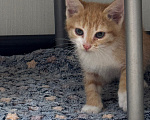 Кошки в Видном: Рыжий котёнок бесплатно Мальчик, Бесплатно - фото 3