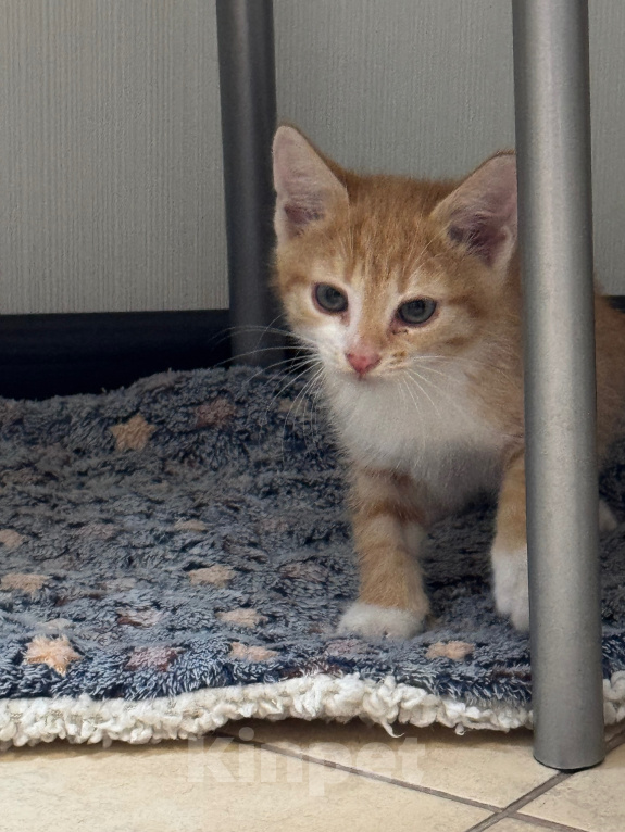 Кошки в Видном: Рыжий котёнок бесплатно Мальчик, Бесплатно - фото 3