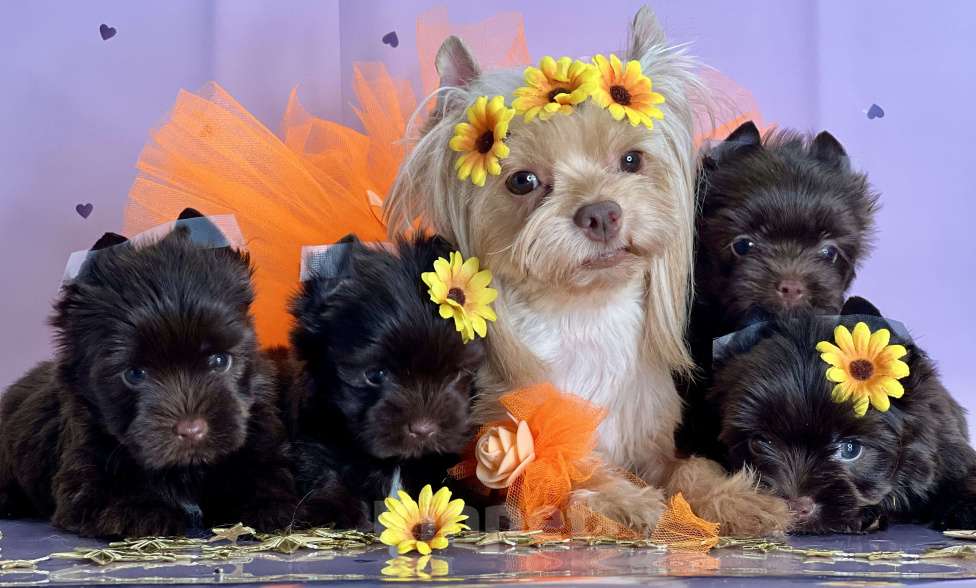 Собаки в Котельнике: Шоколадный Йорк мини мальчик  Мальчик, 80 000 руб. - фото 8
