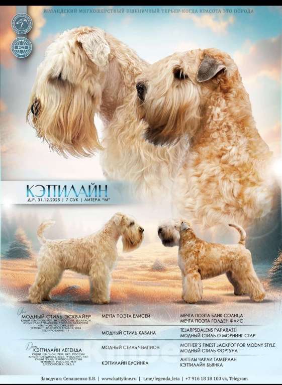 Собаки в Котельнике: Щенки терьера Девочка, 100 000 руб. - фото 8