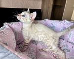 Кошки в Дмитрове: Бенгальский котенок Линкс Мальчик, Бесплатно - фото 1