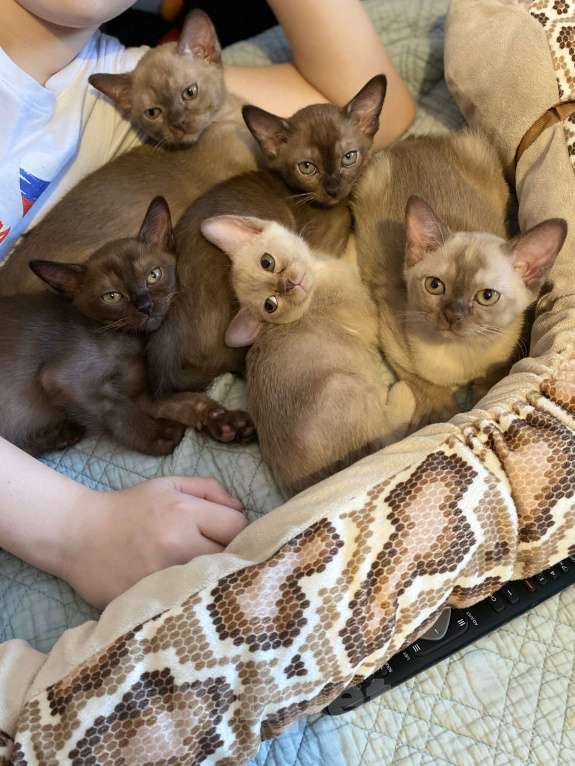 Кошки в Нижнем Новгороде: Бурманские котята Девочка, 50 000 руб. - фото 8