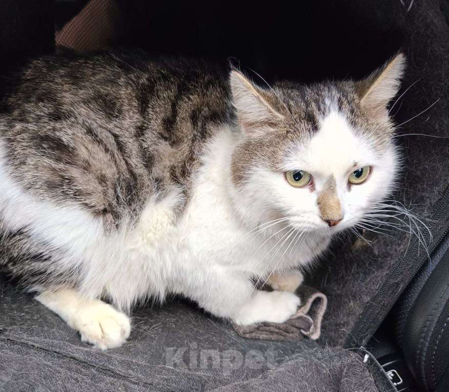 Кошки в Москве: Бездомный кот Мальчик, Бесплатно - фото 2