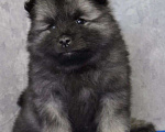 Собаки в Новосибирске: Вольфшпиц от титулованных родителей Мальчик, 60 000 руб. - фото 1