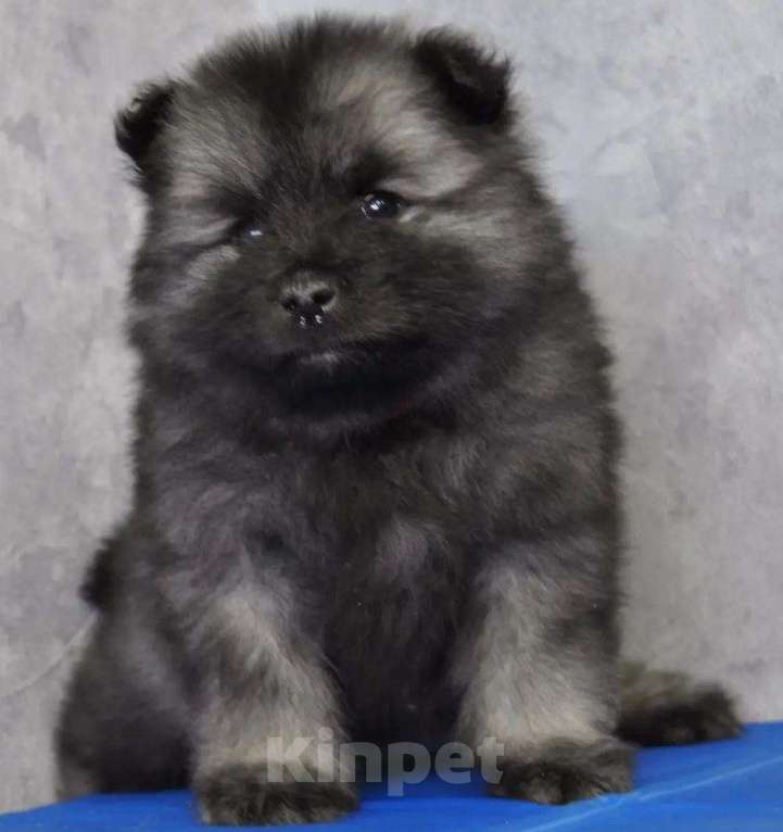 Собаки в Новосибирске: Вольфшпиц от титулованных родителей Мальчик, 60 000 руб. - фото 1