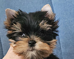 Собаки в Москве: Мальчик йорка Мальчик, 40 000 руб. - фото 8