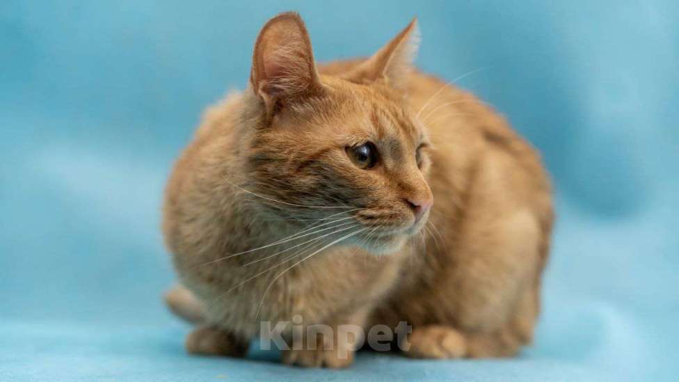 Кошки в Москве: Кто мечтал о рыжей кошке, Мандаринка в добрые руки  Девочка, Бесплатно - фото 2