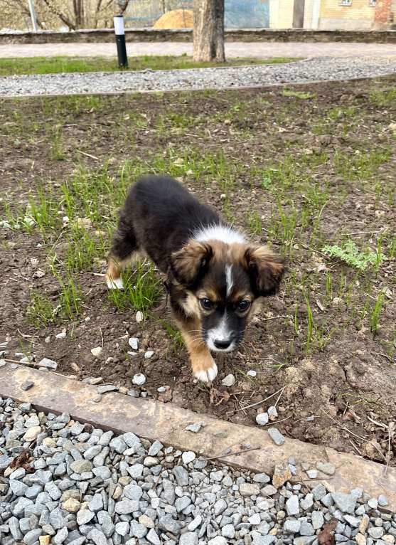 Собаки в Белом Калитве: Малышка в любящую семью Девочка, Бесплатно - фото 10