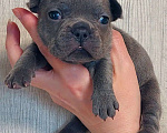 Собаки в Санкт-Петербурге: Щенки Французского бульдога Разнополые, 50 руб. - фото 3