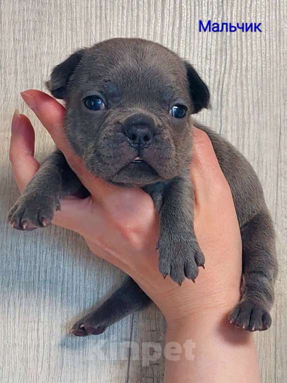 Собаки в Санкт-Петербурге: Щенки Французского бульдога Разнополые, 50 руб. - фото 3