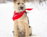 Собаки в Москве: Прикольный щенок в добрые руки Мальчик, 1 руб. - фото 2