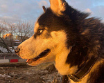 Собаки в Москве: Добрый хаски Мальчик, Бесплатно - фото 1