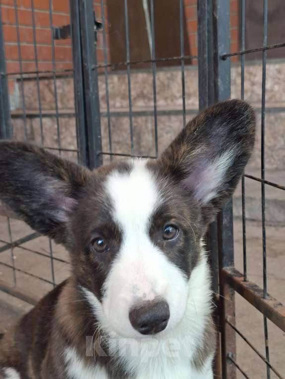 Собаки в Москве: Девочка вельш корги кардигана от родителей Чемпионов России Девочка, 40 000 руб. - фото 8