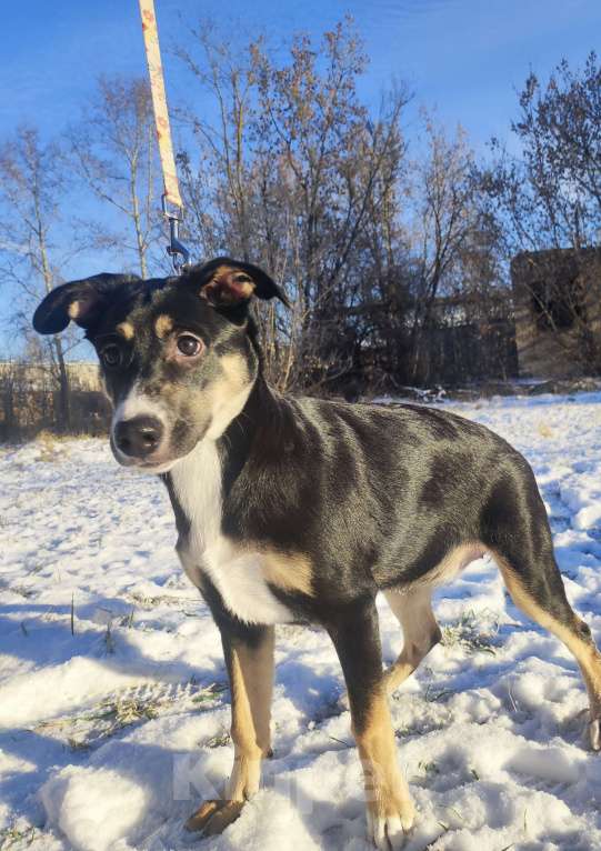 Собаки в Балашихе: Щенок бесплатно  Девочка, Бесплатно - фото 2