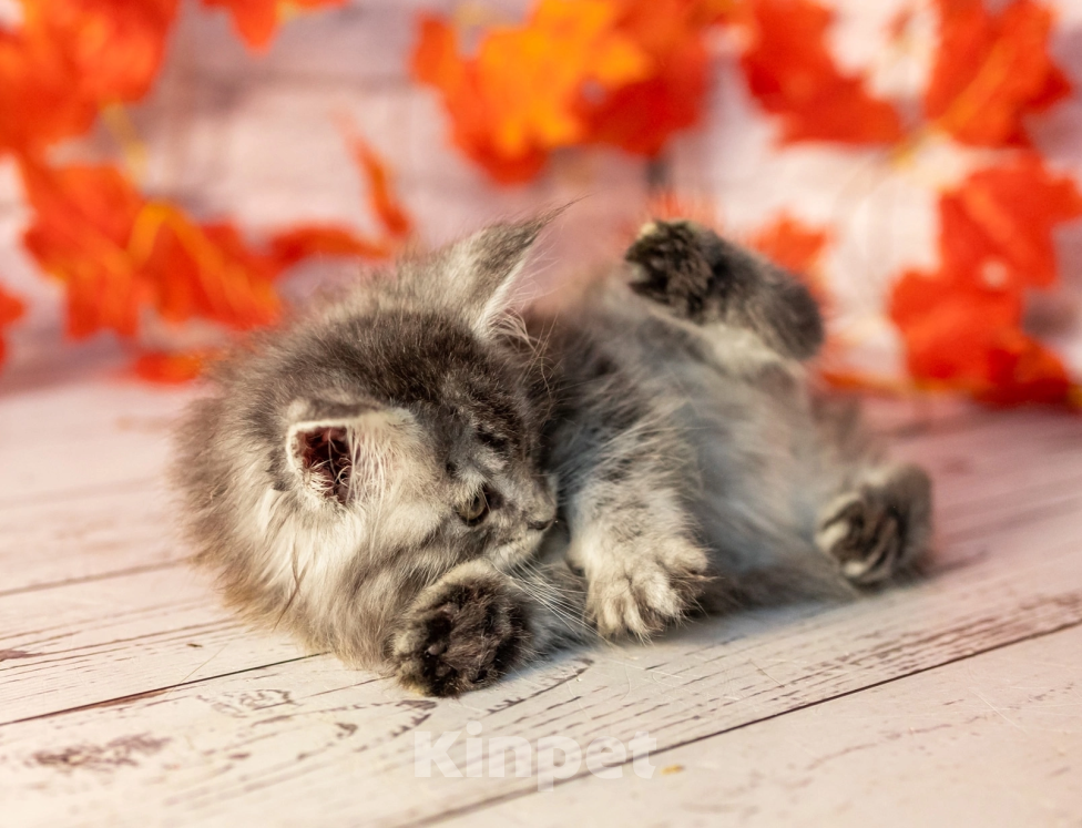 Кошки в Раменском: чудо девочка Девочка, 60 000 руб. - фото 3