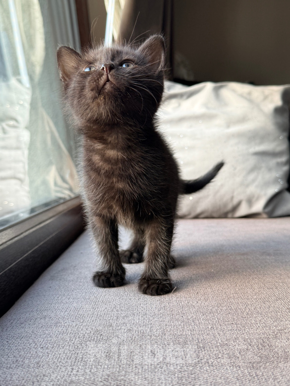 Кошки в Калининграде: Черный Кот-это избыток души❤️🐈‍⬛ Мальчик, Бесплатно - фото 9