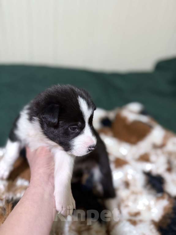 Собаки в других городах Московской области: Флойд Мальчик, 100 руб. - фото 6