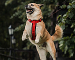 Собаки в Москве: Банджо редкой ханаанской породы живет в приюте Мальчик, Бесплатно - фото 7