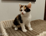 Кошки в Москве: Котенок в добрые руки Девочка, Бесплатно - фото 3