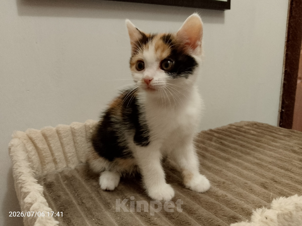 Кошки в Москве: Котенок в добрые руки Девочка, Бесплатно - фото 3