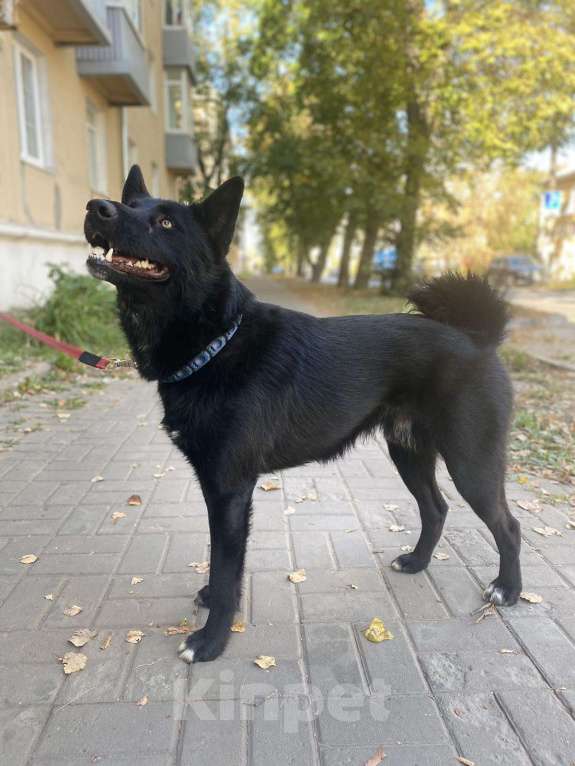 Собаки в других городах Нижегородской области: Помогите найти друга Мальчик, 10 000 руб. - фото 1