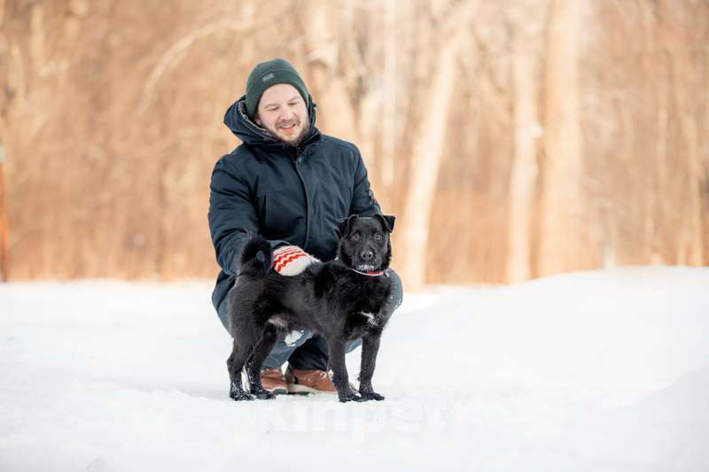 Собаки в Москве: Маленький коротколапый бородатик Элвис в добрые руки Мальчик, Бесплатно - фото 4