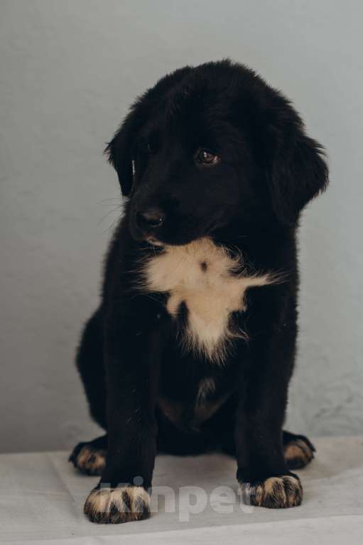 Собаки в Медногорске: Бесплатно кобель тувинской овчарки Мальчик, 500 руб. - фото 2