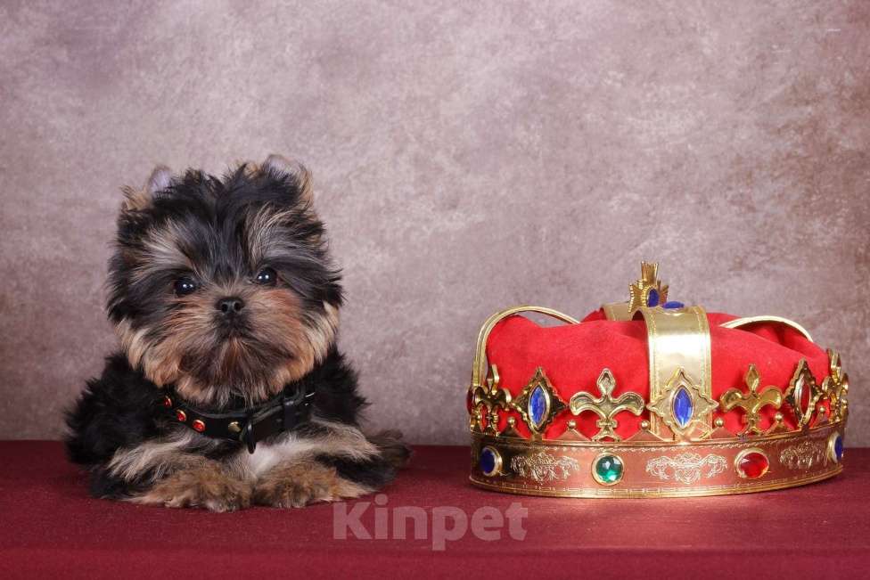 Собаки в Москве: Йоркширский сладкий курносик Синабон РКФ Мальчик, 55 000 руб. - фото 1