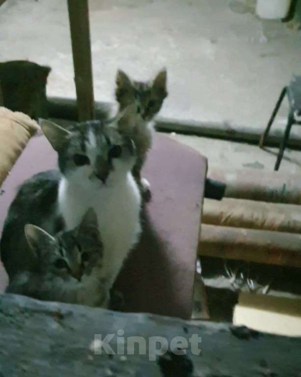 Кошки в Москве: Мэри — кошка с большим сердцем Девочка, Бесплатно - фото 9