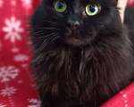 Кошки в Люберцах: Ищет дом очаровательная кошечка Чернышка Девочка, Бесплатно - фото 2
