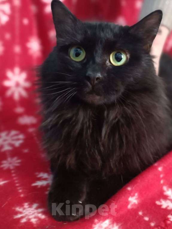 Кошки в Люберцах: Ищет дом очаровательная кошечка Чернышка Девочка, Бесплатно - фото 2