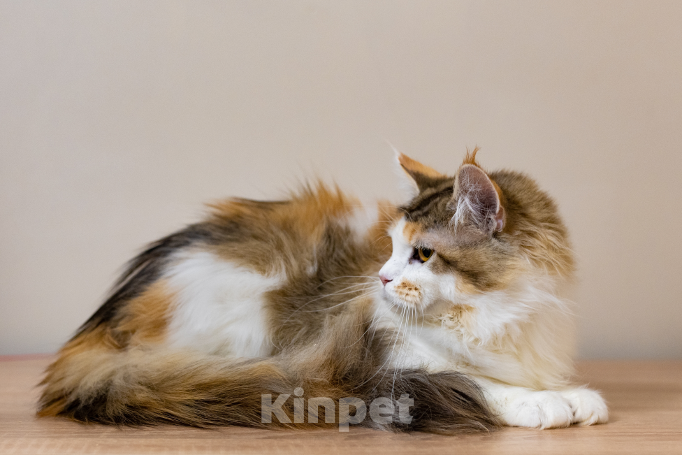 Кошки в Санкт-Петербурге: «Шоколадная» кошечка Девочка, 30 000 руб. - фото 2