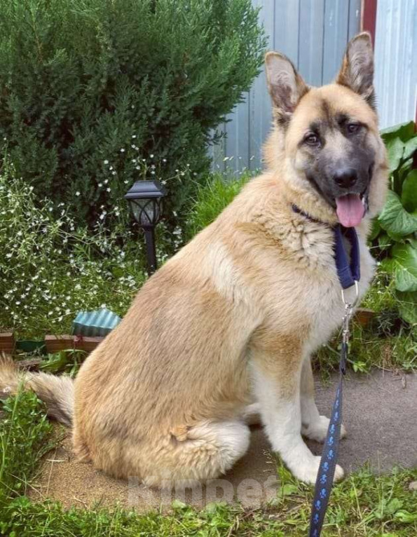 Собаки в Сергиеве Посаде: Алиса ищет дом Девочка, Бесплатно - фото 5