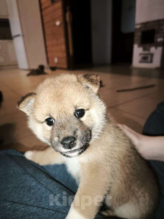 Собаки в Никольском: Продается щенок сиба ину Мальчик, 75 000 руб. - фото 2